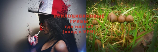 ПСИЛОЦИБИНОВЫЕ ГРИБЫ Богданович