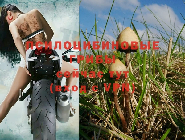 ПСИЛОЦИБИНОВЫЕ ГРИБЫ Богданович
